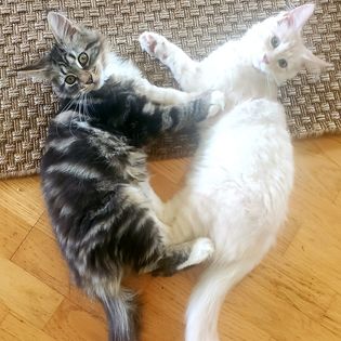 Kittens Recovering from&nbsp;Spaying