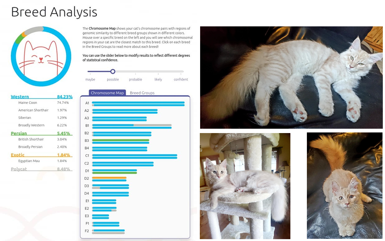 Siggy’s DNA Report from Basepaws – Maine Coon Adventures