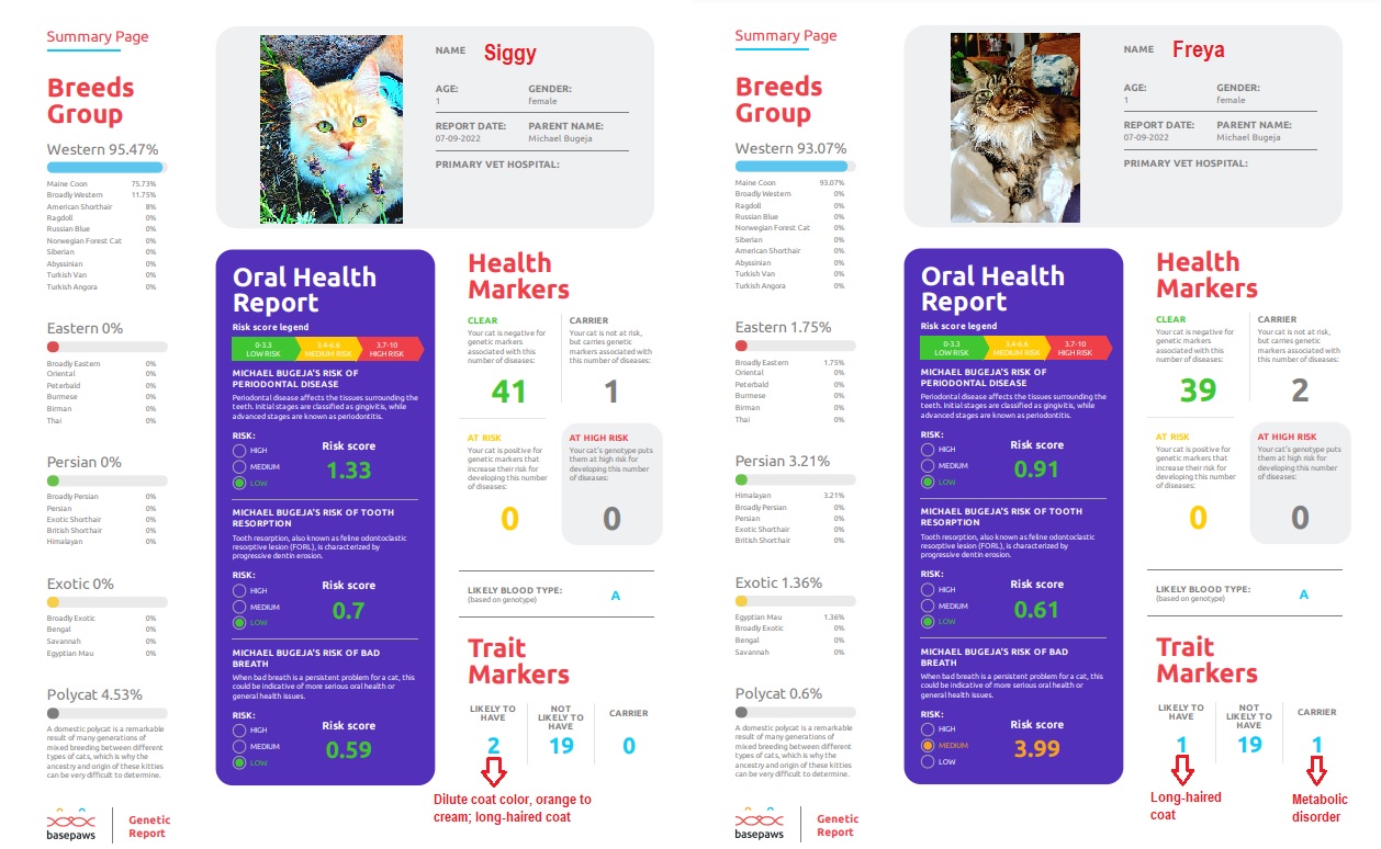 Image showcasing SIGGY’S AND FREYA’S DNA RESULTS – Maine Coon Adventures