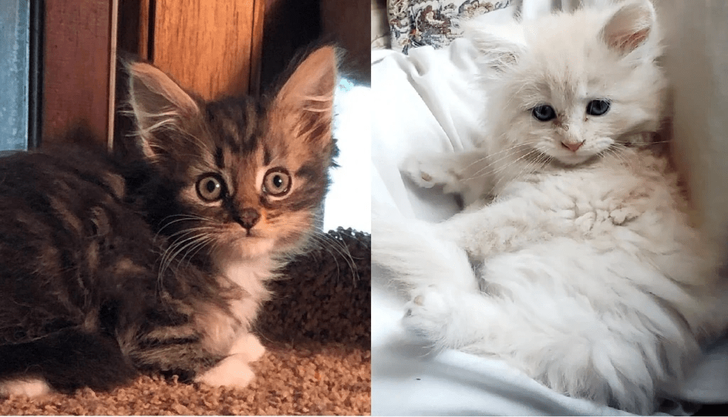 Cat Essentials: Read If Considering&nbsp;Adopting