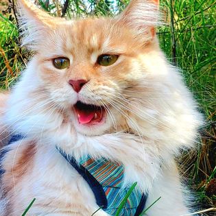 Take a Walk with Siggy in Our&nbsp;Woods