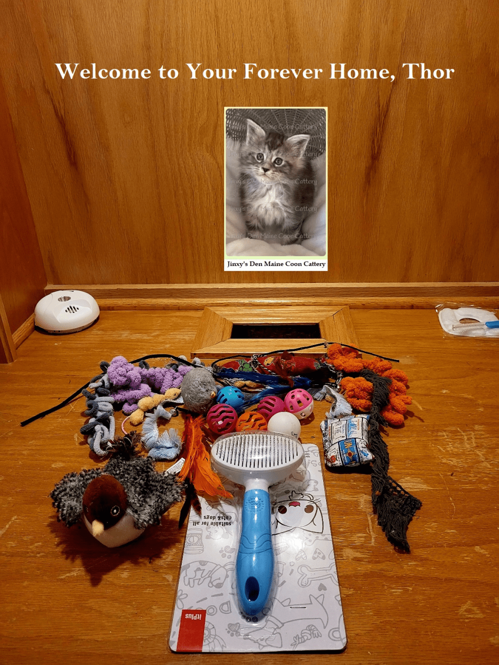 Kitten Room to Introduce Thor to Siggy and&nbsp;Freya