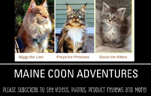 How Loving Cats Heal&nbsp;Us