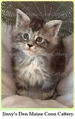 See Thor’s Growth from Kitten to Cat