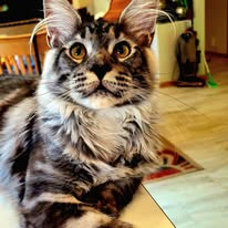 Thor After Neutering