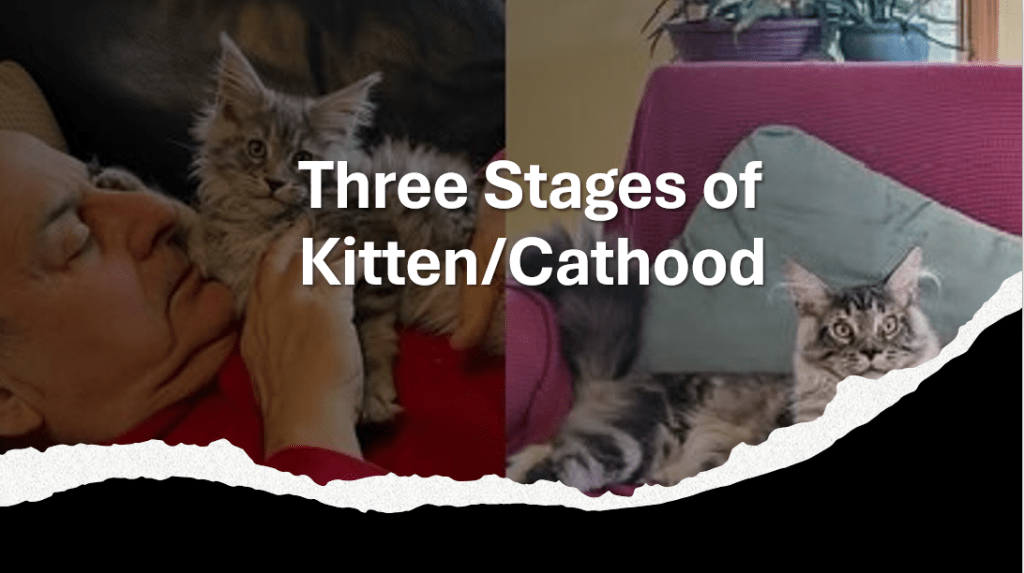 Three Stages of Kitten/Cathood