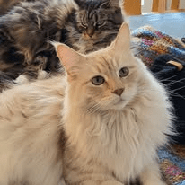 Maine Coon Companionship