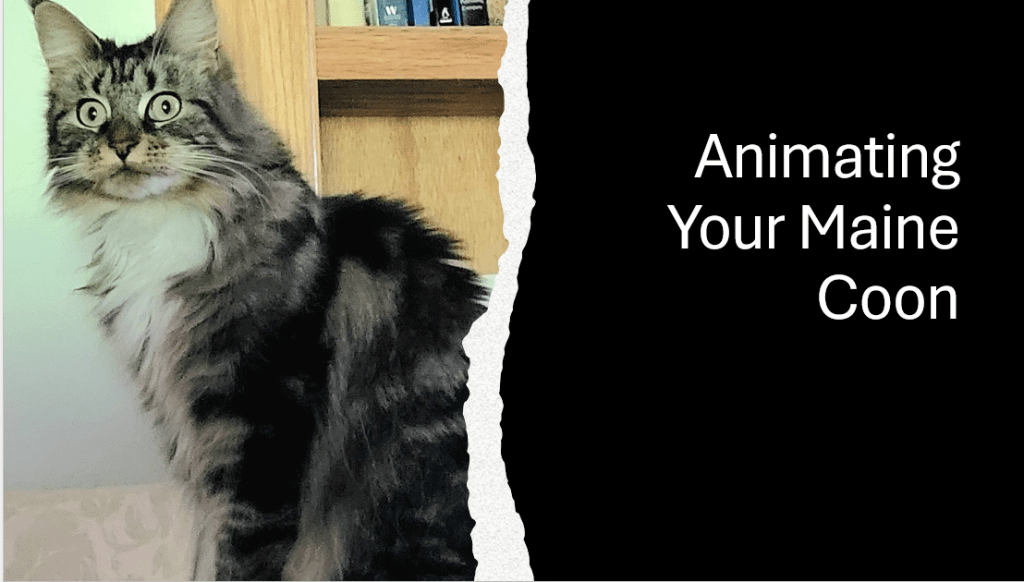 Animating Your Maine Coon
