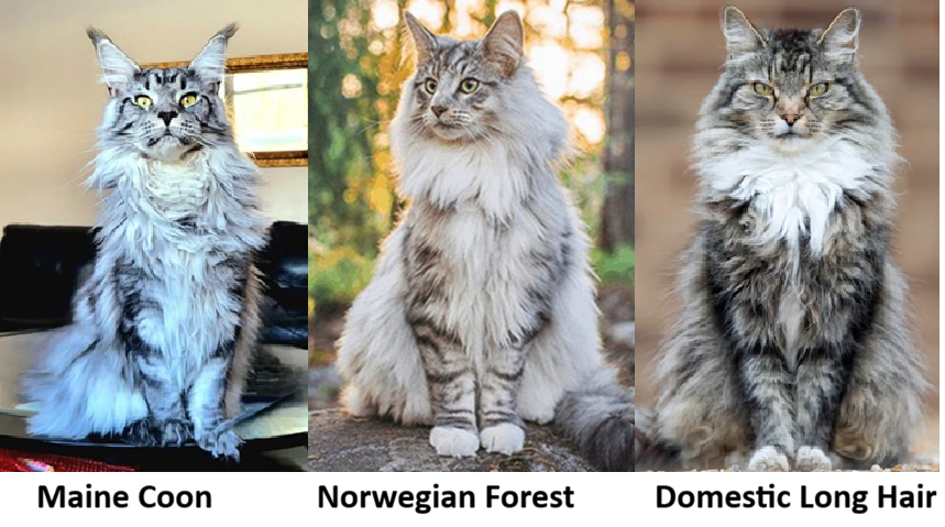 Maine Coon, Forest Cat, Domestic Long Hair